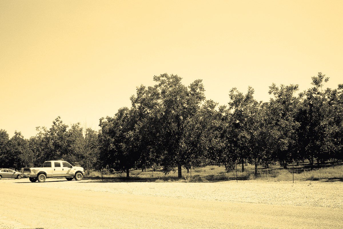 Rows of pecan trees in an irrigated orchard in southern New Mexico