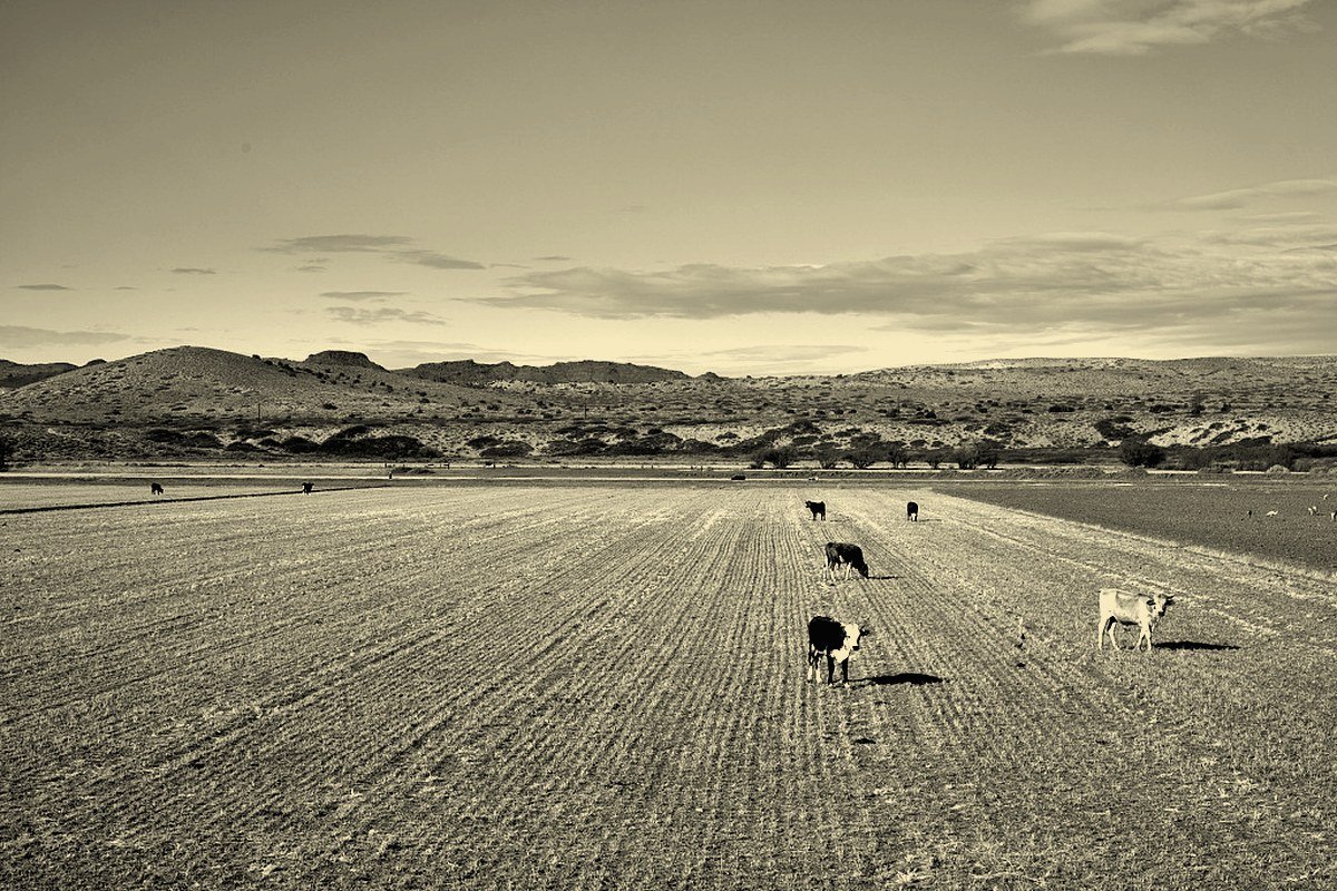 Selling Farm or Ranch Land in a New Mexico Chapter 12: Section 1206, the Plan, and the Tax